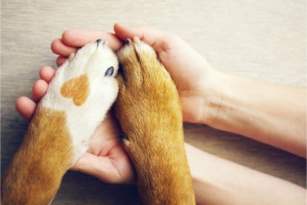 10 Common Health Conditions among Pet Dogs – Best | Blog Post