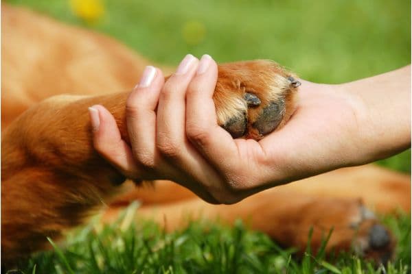 Pet Insurance: Is it worth your money? | Blog Post