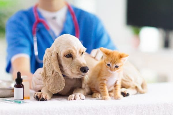 Common Health Conditions among Pets | Article Thumbnail