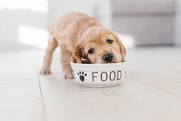 A Detailed Look At Dog Food Alternatives | Article Thumbnail