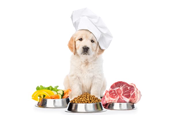 What Makes Healthy Pet Food? | Article Thumbnail