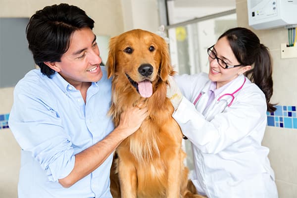 10 Common Health Conditions among Pet Dogs – Best | Blog Post