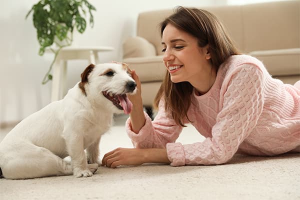 Finding The Best Insurance Plan For Your Dogs | Blog Post