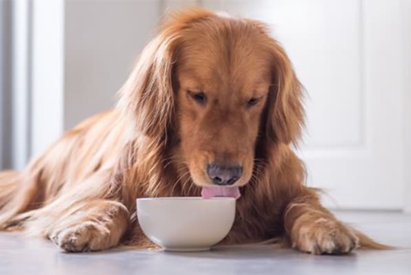 Why Fresh Food Is The Best For Dogs? | Article Thumbnail
