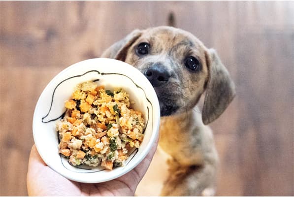 Why Fresh Food Is The Best For Dogs? | Blog Post